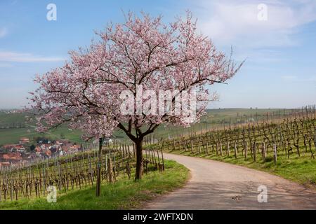 Flowering almond tree, Prunus dulcis, with wine village Birkweiler, German Wine Route, Southern Palatinate, Palatinate, Rhineland-Palatinate, Germany Stock Photo