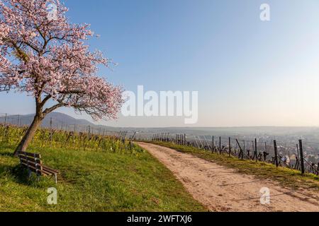 Flowering almond tree, Prunus dulcis, with wine village Birkweiler, German Wine Route, Southern Palatinate, Palatinate, Rhineland-Palatinate, Germany Stock Photo