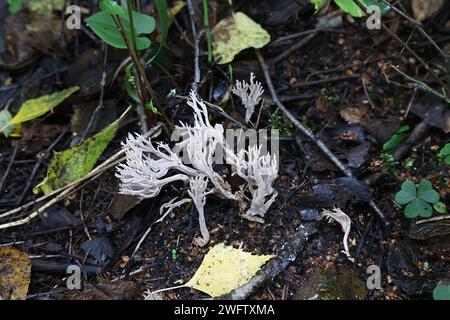 Clavulina coralloides, also known as Clavulina cristata, the white coral fungus or the crested coral fungus, wild mushroom from Finland Stock Photo