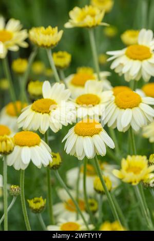 dyer's chamomile Sauce Hollandaise, Anthemis tinctoria Sauce Hollandaise, pale yellow daisy-like flowers Stock Photo