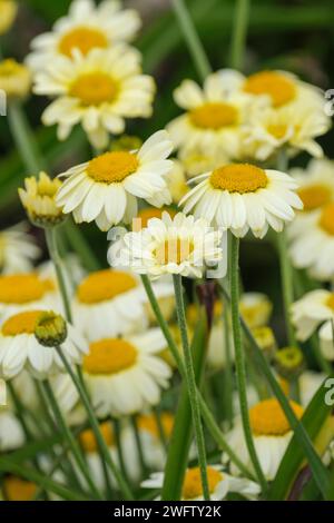 dyer's chamomile Sauce Hollandaise, Anthemis tinctoria Sauce Hollandaise, pale yellow daisy-like flowers Stock Photo