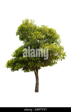 Big tree isolated on white background Stock Photo