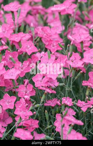 Dianthus Freda Woodliffe, pink Freda Woodliffe, Deep pink flowers in late spring/early summer Stock Photo