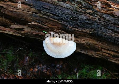 Postia fragilis, known as the Brown-staining Cheese Polypore, wild bracket fungi from Finland Stock Photo