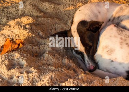 Close-up of big dog sleeping on the sand beach. Stock Photo
