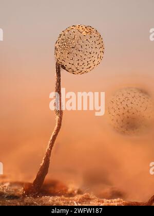 Cribraria intricata, a slime mold, microscope image of sporangia Stock Photo