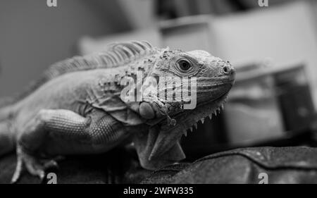 Green iguana black and white image Stock Photo