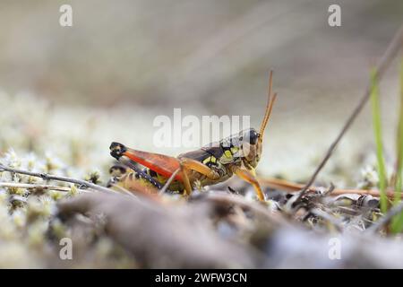 Podisma pedestris, known as common mountain grasshopper Stock Photo