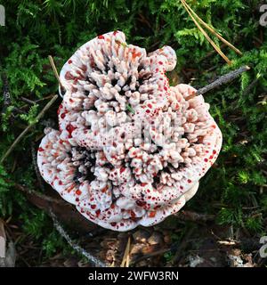 Hydnellum peckii, known as strawberries and cream, the bleeding Hydnellum or the bleeding tooth fungus,  wild mushrooms from Finland Stock Photo