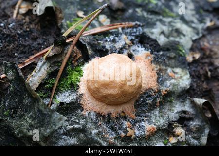 Fuligo leviderma, slime mold from Finland, no common English name Stock Photo