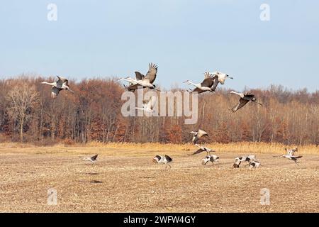 A flock of sandhill cranes takes flight from a plowed field of corn. Blue sky and  autumn trees are in the background. Stock Photo
