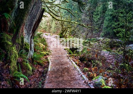A groomed walking path through a lush green Pacific Northwest forest. Stock Photo
