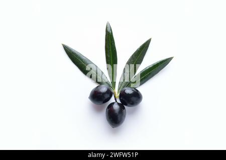 Closeup of black olives with olive branch on white background Stock Photo
