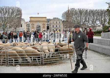 Montpellier, France. 01st Feb, 2024. © PHOTOPQR/LE MIDI LIBRE/JEAN-MICHEL MART ; MONTPELLIER ; 01/02/2024 ; DES AGRICULTEURS DE LA CONFEDERATION PAYSANNE AVEC LEURS BREBIS INVESTISSENT LA PLACE ROYALE DU PEYROU A MONTPELLIER LE 01 02 20224 - French farmers' protest continue France feb 1st, 2024 Credit: MAXPPP/Alamy Live News Stock Photo