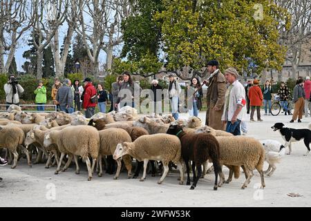 Montpellier, France. 01st Feb, 2024. © PHOTOPQR/LE MIDI LIBRE/JEAN-MICHEL MART ; MONTPELLIER ; 01/02/2024 ; DES AGRICULTEURS DE LA CONFEDERATION PAYSANNE AVEC LEURS BREBIS INVESTISSENT LA PLACE ROYALE DU PEYROU A MONTPELLIER LE 01 02 20224 - French farmers' protest continue France feb 1st, 2024 Credit: MAXPPP/Alamy Live News Stock Photo