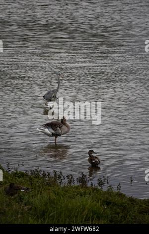 Grey Heron, Greyleg Goose and Mallard Stock Photo