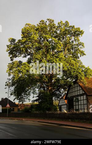 Common Oak Stock Photo