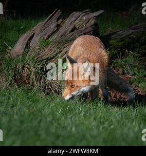 Red Fox (Vulpes vulpes), UK Stock Photo
