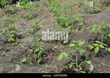 A home vegetable garden, green little tomato bushes that grow not far from the house. Stock Photo