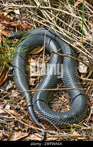 A red-bellied black snake (Pseudechis porphyriacus) in an eucalyptus forest in Victoria, Australia Stock Photo