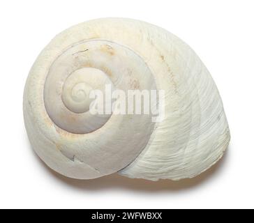 Nautilus Sea Shell Cut Out on White. Stock Photo