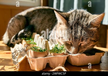 Cute tabby cat sleeping near microgreens growing in eggshells in paper egg box. Watercress in mini vegetable garden at home. Eco sostenible life. Stock Photo