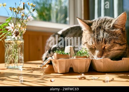 Cute tabby cat sleeping near microgreens growing in eggshells in paper egg box. Watercress in mini vegetable garden at home. Eco sostenible life. Stock Photo