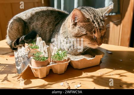 Cute tabby cat sleeping near microgreens growing in eggshells in paper egg box. Watercress in mini vegetable garden at home. Eco sostenible life. Stock Photo