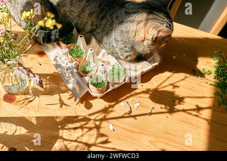 Cute tabby cat sleeping near microgreens growing in eggshells in paper egg box. Watercress in mini vegetable garden at home. Eco sostenible life. Stock Photo