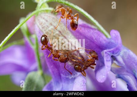 Fire ants protecting a green-underside blue caterpillar Stock Photo