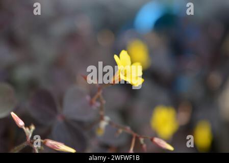 Beautiful and unusual purple street flowers with yellow small flowers. Beautiful burgundy deciduous, floral background growing in the city park. Stock Photo