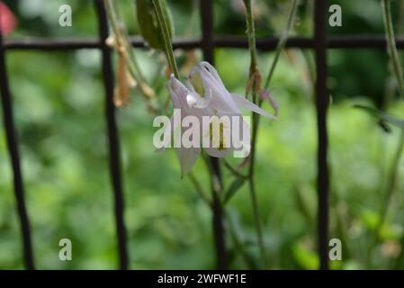 Delicate beautiful pink, white flowers, Aquilegia growing between metal mesh, fence. Stock Photo