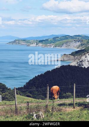 cow grazing at the meadow on the cliffs of the shoreline at the pacific ...