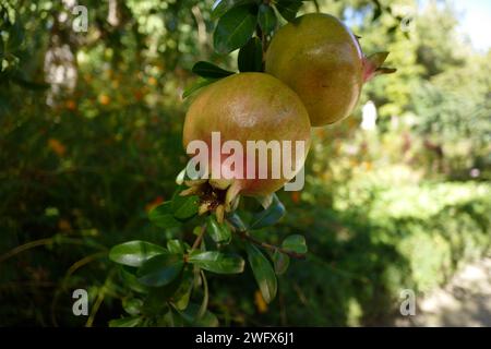 The pomegranate (Punica granatum) is a fruit-bearing deciduous shrub in the family Lythraceae, subfamily Punicoideae. Stock Photo