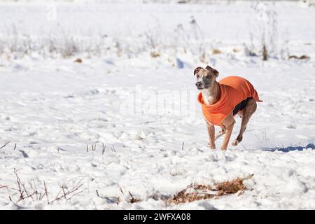 Whippet dog running in the snow. English Whippet or Snap dog Stock Photo