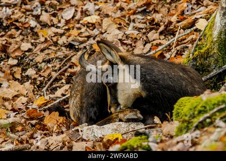 Chamois lying on dead leaves in the forest of swiss jura Stock Photo