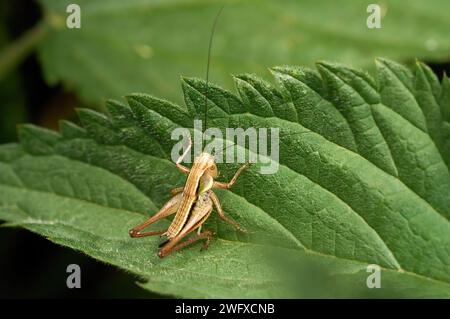 Dark bush-cricket (Pholidoptera griseoaptera) female nymph climbing up a green leaf Stock Photo