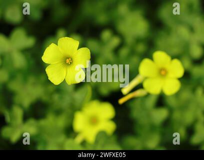 Spring. Oxalidaceae. Yellow Wood sorrel - Oxalis pes-caprae in bloom. Also known as Yellow Shamrock or Florida Buttercup (USA) Springtime - Portugal Stock Photo