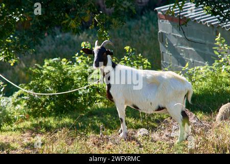 A white goat with a black head, with horns, tied, looking at the camera and in a green pasture Stock Photo