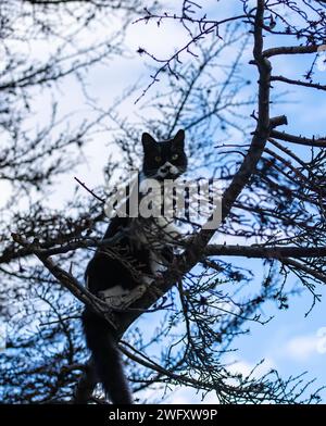 Cat thinks it's a bird and climbs tree branches Stock Photo