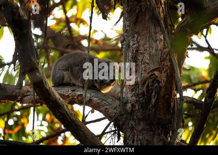 Western tree hyrax is hiding on the tree in Mgahinga national park. Hyrax on the tree in Uganda. Stock Photo