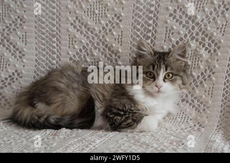 Cute little kitten resting on home sofa Stock Photo