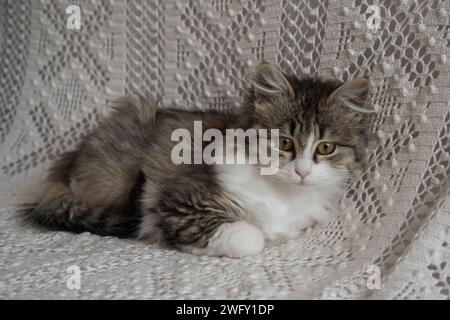 Cute little kitten resting on home sofa Stock Photo