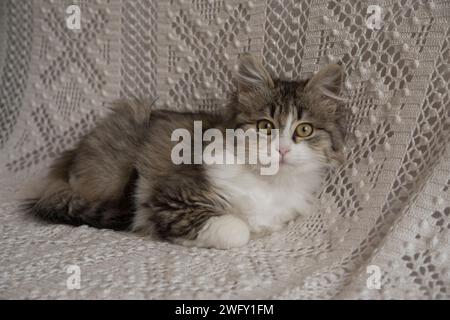 Cute little kitten resting on home sofa Stock Photo