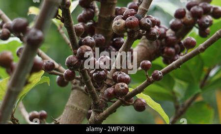 The fruit of ficus sp. Ficus is a genus of about 850 species of woody trees, shrubs, vines, epiphytes and hemiepiphytes in the family Moraceae. Stock Photo