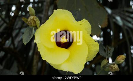 Bright yellow flowers from the Waru tree or Hibiscus Tiliaceus on the edge of the beach Stock Photo