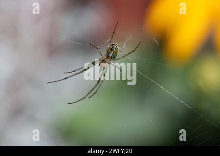 An Orchard Orbweaver Spider on its web in the outdoors. Stock Photo