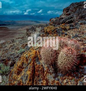 Clearing Storm, Cottontops, Echinocactus polycephalus, Echo Canyon, Death Valley National Park, California Stock Photo