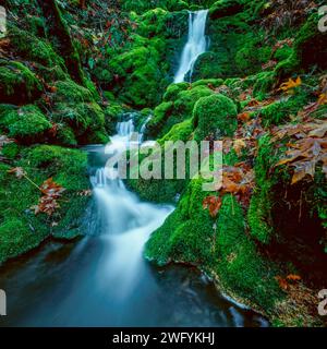Moss Falls, Mount Tamalpais, Marin County, California Stock Photo