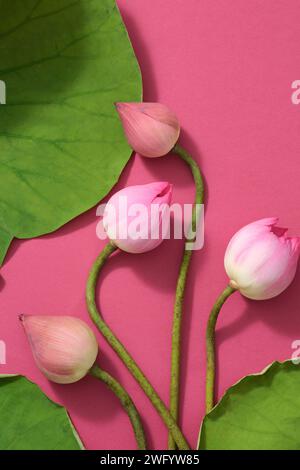 Over a pink background with green foliage, several lotus bubs are embellished. Blank space for product advertisement Stock Photo